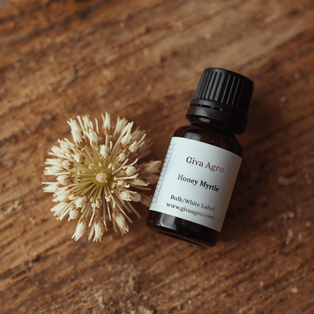 🌸Melaleuca nesophila – The Sweet Power of Honey Myrtle Oil.