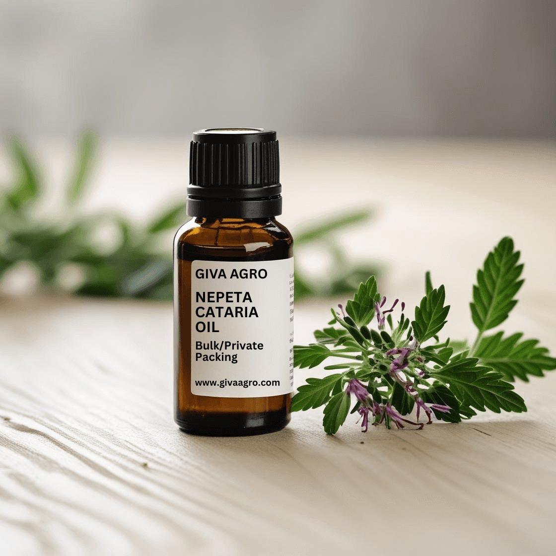 🌿 Nepeta Cataria Oil (Catnip Oil) – Nature’s Calming & Protective Essential Oil