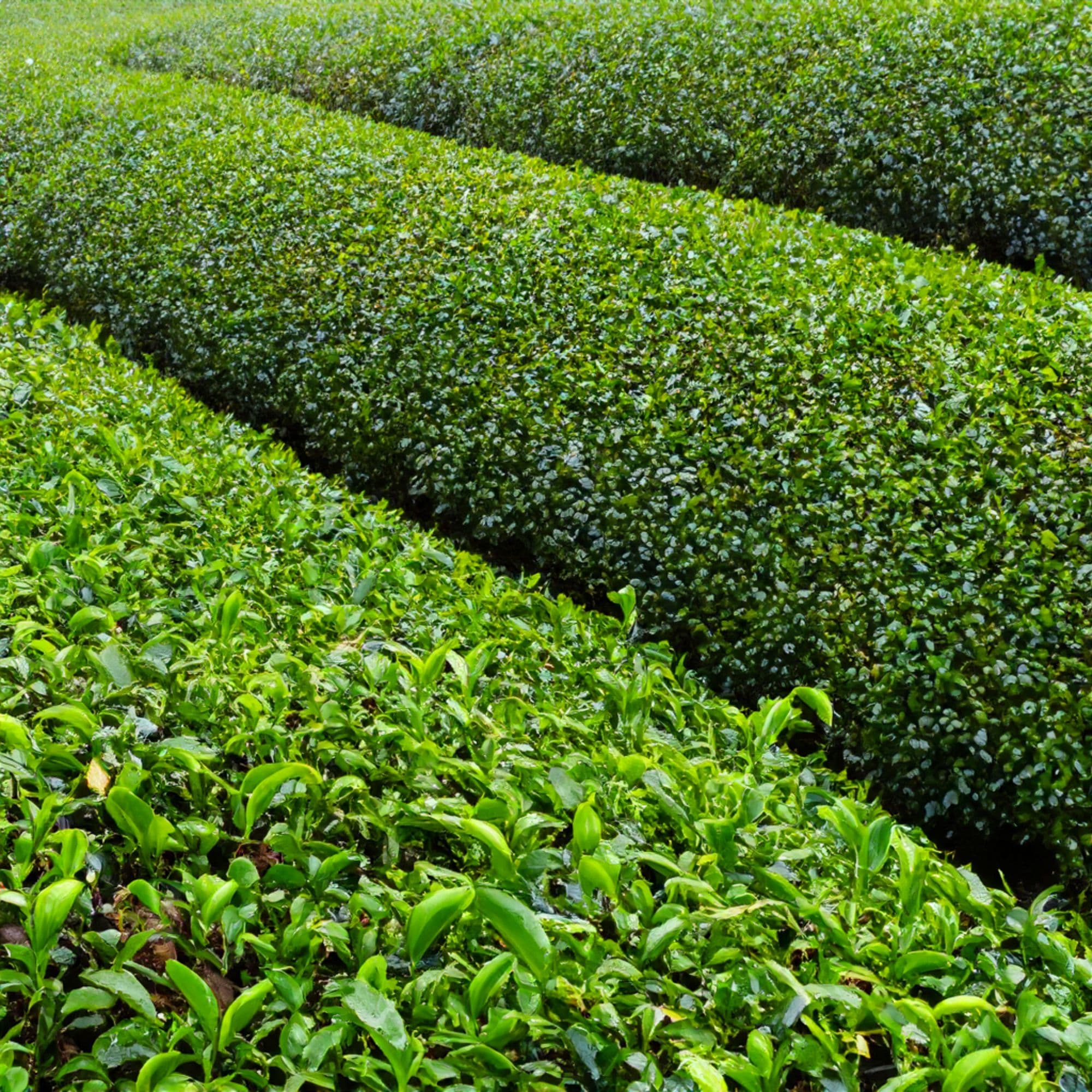 Himalayan tea plantation