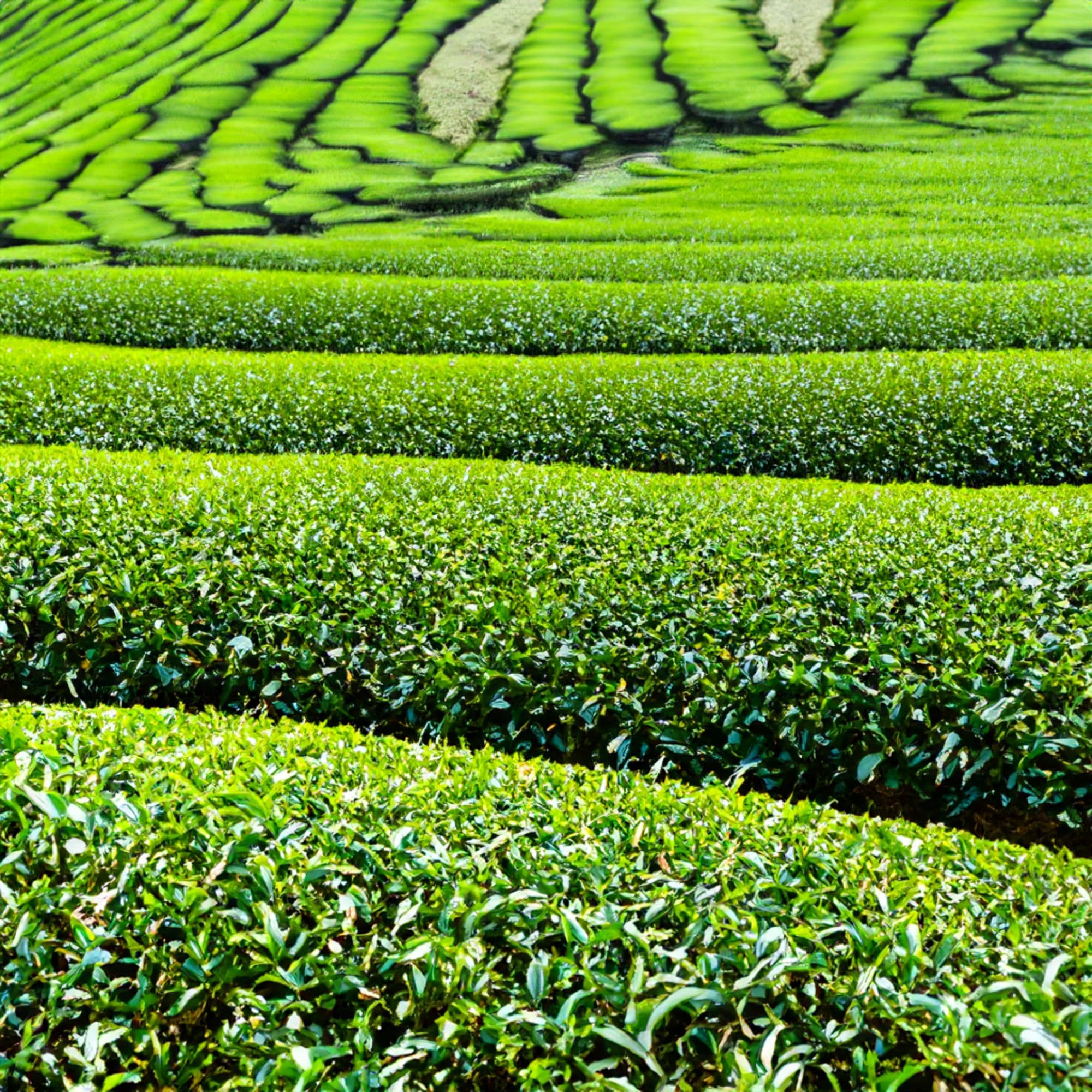 Tea plantation worker harvesting leaves