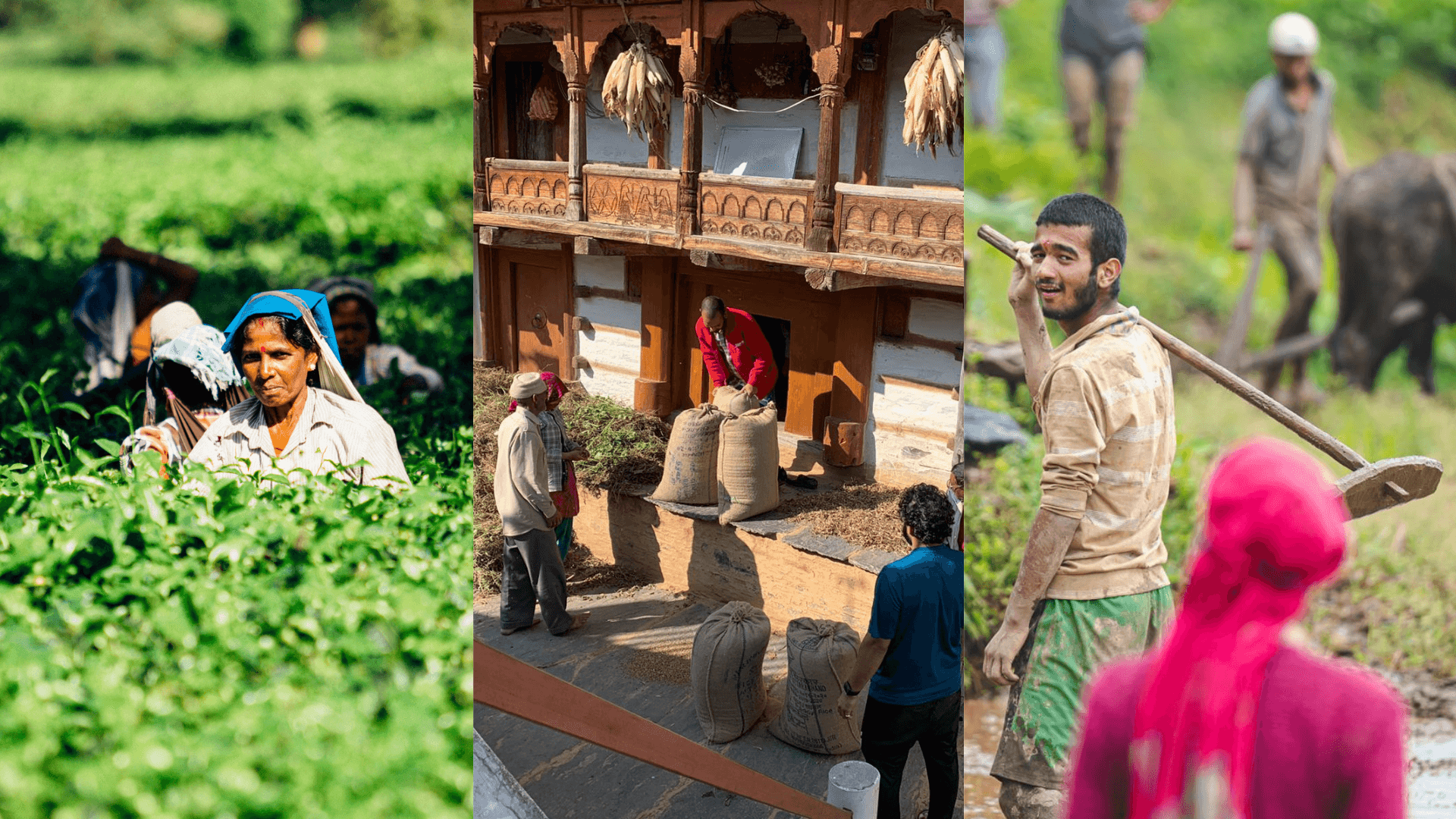 Women-led plucking teams in a Himalayan botanical field
