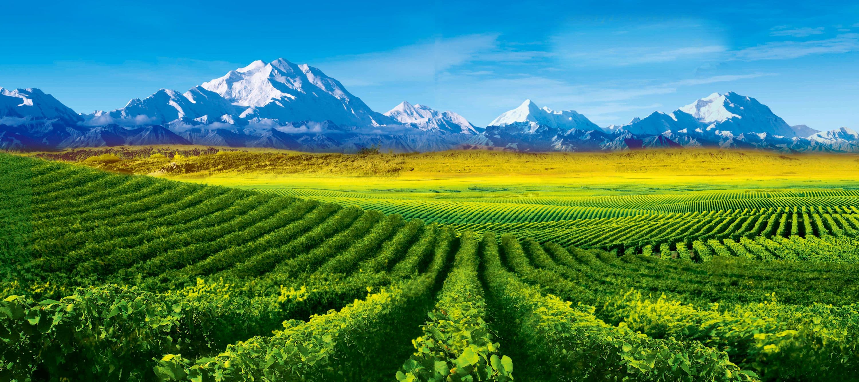 Himalayan botanical plantation